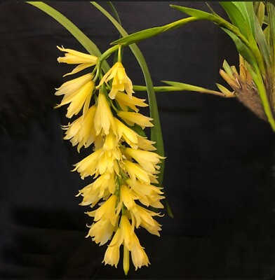 #ad Cymbidium elegans Orchid Species Ivory Yellow Elegant Cool Grower Bloomer 2” Pot $39.99