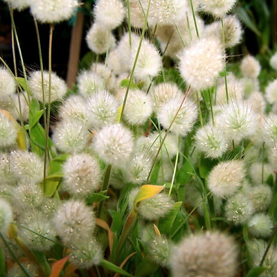 #ad Bunny Tails Ornamental Grass 20 Seeds 250 mg $1.69