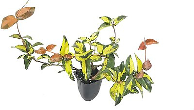 #ad Jasmine Summer Sunset Live Plants Trachelospermum Asiaticum $49.98