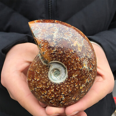 #ad 200g Natural Ammonite Fossil Conch quartz Crystal Specimen Reiki Healing $30.69
