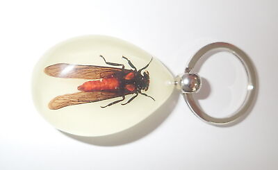 #ad Insect Resin key ring Red Cicada Specimen YK09 Glow $13.00