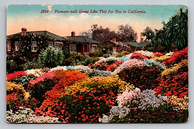 #ad Flowers Will Grow Like This For You In California Vintage Unposted Postcard $4.90