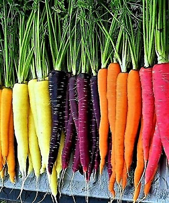 #ad 200 Rainbow Carrot Blend Mix Seeds NON GMO HEIRLOOM ORGANIC FRESH $2.98