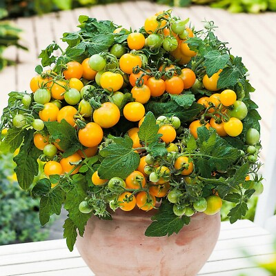 #ad Seeds Tomato Balcony Miracle Gold Vegetable Self pollinating Organic Non GMO $5.95