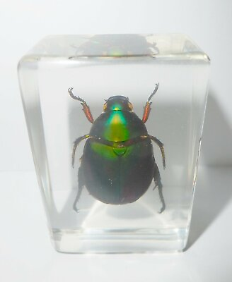 #ad Green Chafer Beetle Specimen Clear Small Lucite Block Learning Aid TE1 $13.00