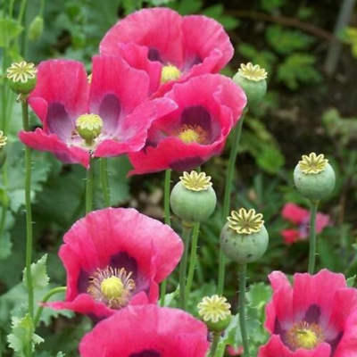 #ad #ad Poppy PEPPERBOX Pink Purple Culinary Grade Large Blooms Non GMO USA 1000 Seeds $3.98