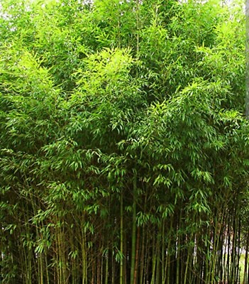 #ad Golden Fishpole Bamboo Live Rhizome Bare Root Plant Phyllostachys Aurea Not Seed $35.00
