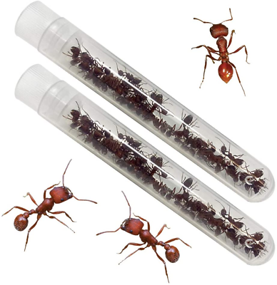 #ad Two Tubes of Live Harvester Ants $20.95
