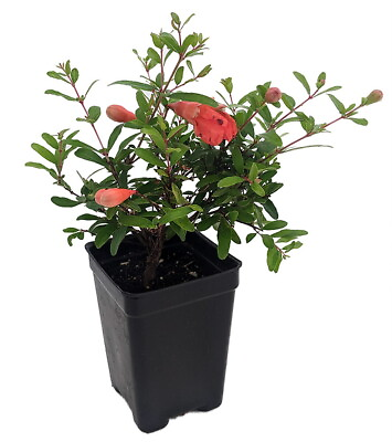 #ad Dwarf Pomegranate Plant Punica Bonsai Houseplant Outdoors Edible 2.5quot; Pot $12.99