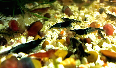 #ad 20 Assorted Neocaridina Live Shrimp Home Tank Raised VIDEO $34.75