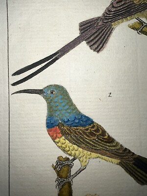 #ad 1771 Buffon Hand Colored Birds Engraving Very Rare Sunbird $45.00