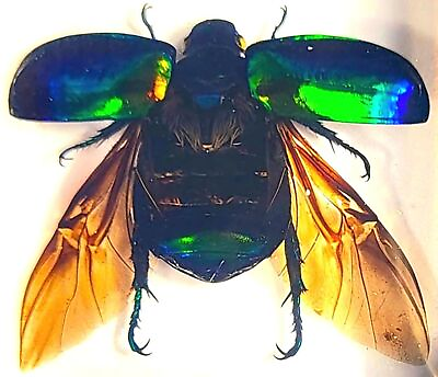 #ad 38mm Real Green Chafer Beetle w Open Wings in Crystal Clear Lucite Resin Craf... $30.08