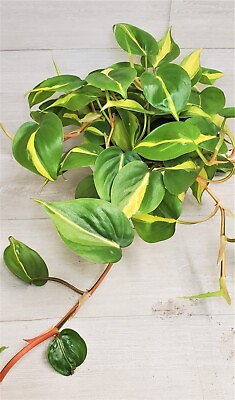 #ad Philodendron Brazil Philodendron Brasil Rare LIVE Brasil in 4quot; Pot $16.99