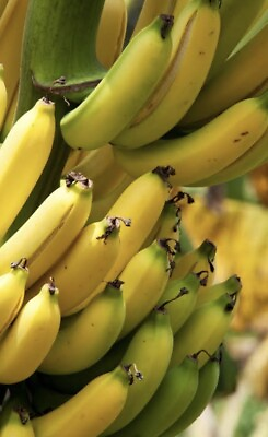 #ad #ad Grand Nain Chiquita Banana Tree LOWEST PRICE ON THE INTERNET Live Banana Plant $9.97