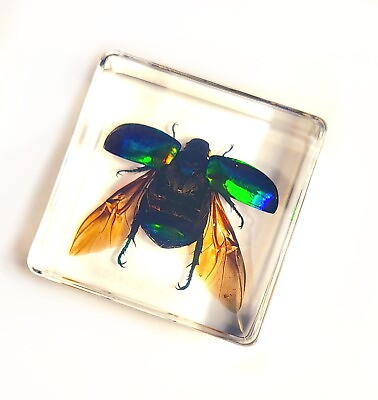 #ad Real Green Chafer Beetle w Open Wings in Clear Resin Science Education Specimen $6.26