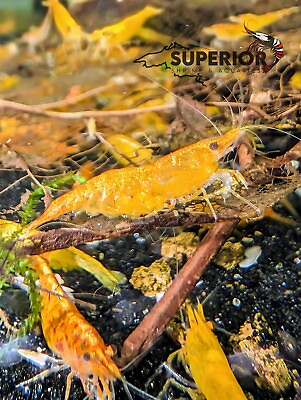 #ad 102 Orange Sunkist Freshwater Neocaridina Aquarium Shrimp 100% Live Guarantee $24.99