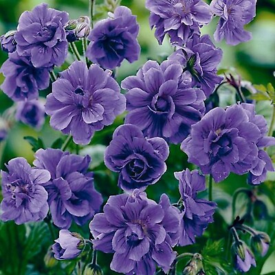 #ad 10 Double Purple Geranium Seeds Flowers Perennial Flower Seed 527 US SELLER $4.39