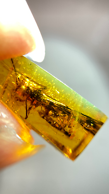 #ad Burmese burmite Cretaceous rare big locust insect fossil amber Myanmar $99.00