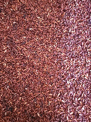 #ad Predator Foods Bulk Live Darkling Beetles Mealworm Beetles 500CT 2000CT $59.99
