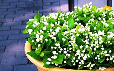 #ad White Jasmine Seeds 30 Pcs Gardenia Cape Jasmine Jasminiodes White Aromatic $15.59