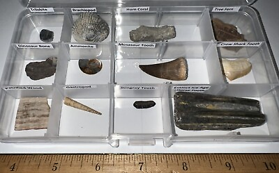 #ad Labeled 12 REAL Fossil Lot Collection DINOSAUR ICE AGE MOSASAUR SHARK TOOTH $34.99