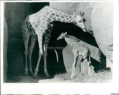 #ad 1970 Giraffe At St Louis Mo Zoo Hovers Over 1St Born Calf Animals Photo 8X10 $24.99