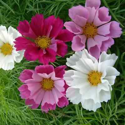 #ad Seashells Cosmos Seeds Non GMO Free Shipping Seed Store 1223 $3.59