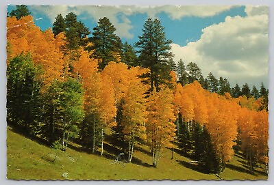 #ad Postcard Golden Aspens Blanket the Countryside $4.75
