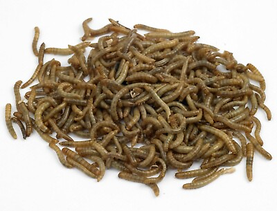 #ad #ad Live Medium Mealworms Organically Raised Free Shipping Live Arrival Guarantee $10.99