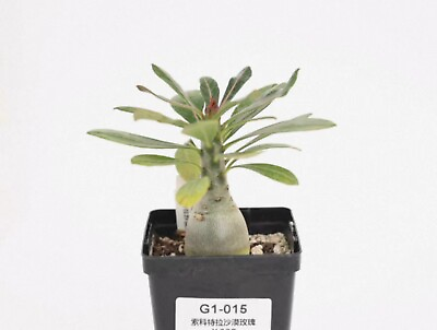 #ad Rare Succulent Live plant Adenium socotranum WYSIWYG Own Root Sale Boutique $82.99