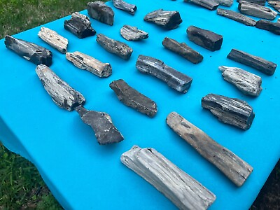 #ad Texas Petrified Fossil Wood Lot Large Tree Branch Pieces Agatized Ideal Aquarium $29.99