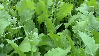 #ad #ad 400 Broccoli Raab Seeds Early Spring Rapini Rabe rapa broccoli Asparago $1.99