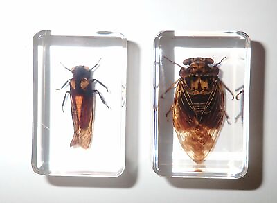 #ad Red Cicada amp; Grass Cicada Set in 2 Clear small Block Education Insect Specimen $16.00