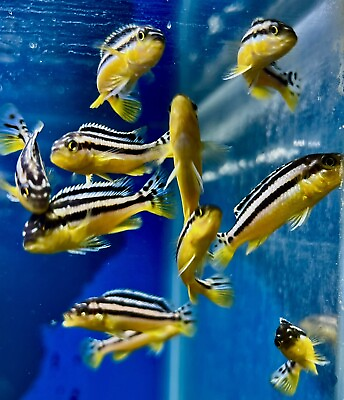 #ad Pack Of 6 Goldenmelanochromis Cichlids 1.5 Inches Free Shipping $68.96
