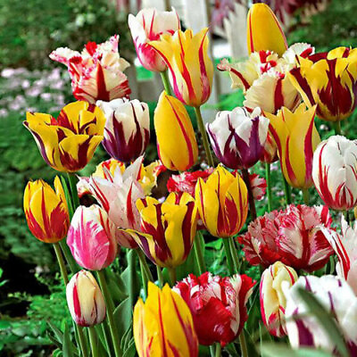 #ad Tulip Bulbs Fresh Garden Bulbs All Season Planting Available 10PCS Mix Flowers $12.99