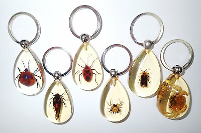 #ad 6 Different Insect Acrylic Key Ring Bug Crab Cicada Spiny Firefly Amber Clear $22.00