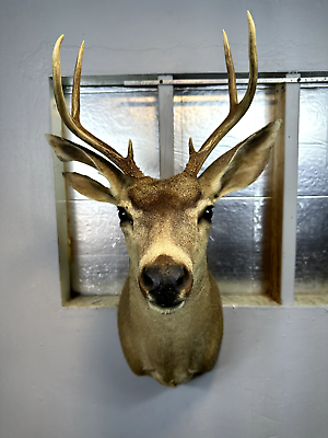 #ad Mule Deer Head Mount Taxidermy Antler Cape Whitetail Log Cabin Decor Hunt Horn $210.75