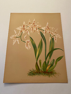 #ad K Orchids The Royal Family of Plants Harriet Stewart Miner Color Plate XVIII $79.95