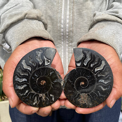 #ad 183g RARE Cut Split PAIR Ammonite Deep Crystals Cavity Fossil Rough Specimen $62.00