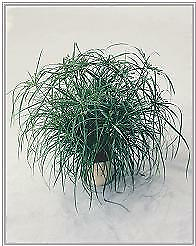 #ad Cyperus Wild Spike 500 seeds $19.90