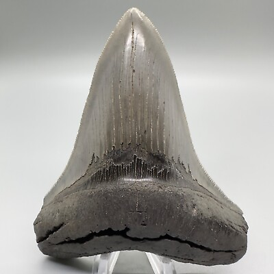 #ad #ad Gorgeous Collector Quality Sharply Serrated 4.63quot; Fossil MEGALODON Tooth USA $399.00