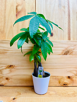 #ad Money Tree 4quot; includes White Cover Pot $24.95