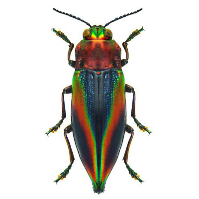 #ad Cyphogastra javanica blue red rainbow buprestid beetle Java Indonesia packaged $8.00
