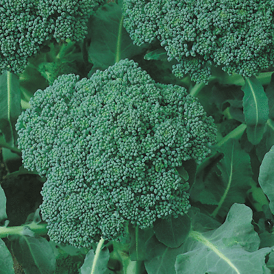 #ad 500 CALABRESE GREEN SPROUTING BROCCOLI SEEDS FRESH HARVEST FOR 2024 GARDENS $2.19