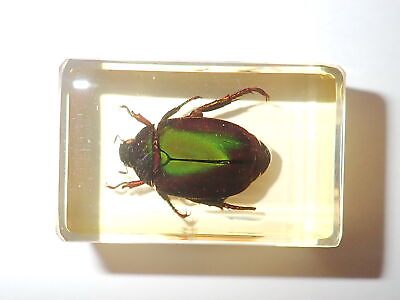 #ad Green Chafer Beetle Specimen Small Amber Clear Resin Block Learning Aid TE1A $12.00