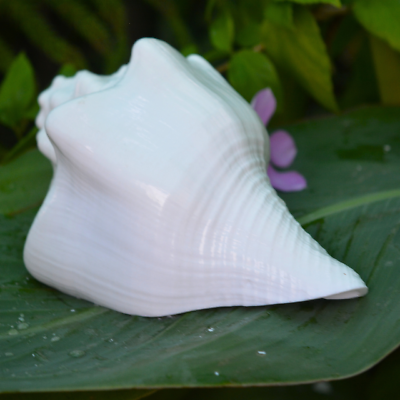 #ad Conch Shell Spiritual Puja Blowing Shankh big 6quot; Inch removes negativity Shank $71.10