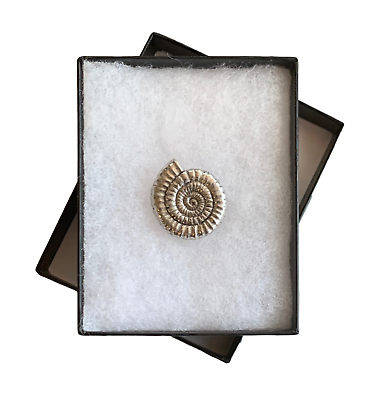 #ad Ammonite Fossil Handmade Pewter Lapel Pin Badge in Gift Box GBP 7.50