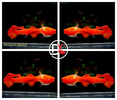 #ad 1 Trio Live Guppy Fish High Quality Albino Koi Red Ear $37.95