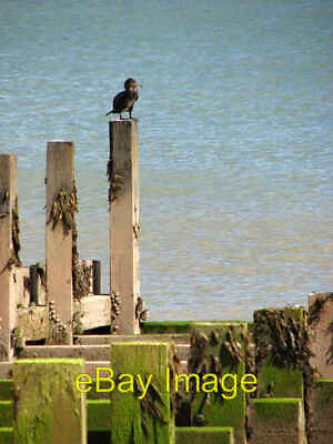 #ad Photo 6x4 Lookout post East Somerton Cormorant perched on a post of one o c2008 GBP 2.00