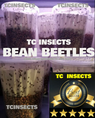 #ad Bean Beetle Big 32oz Culture LOADED amp; PRODUCING NOW Fruit Fly Replacement $9.99